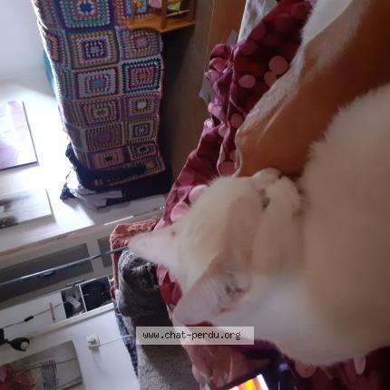 Photo 1/1 White Chat lost in Luxe