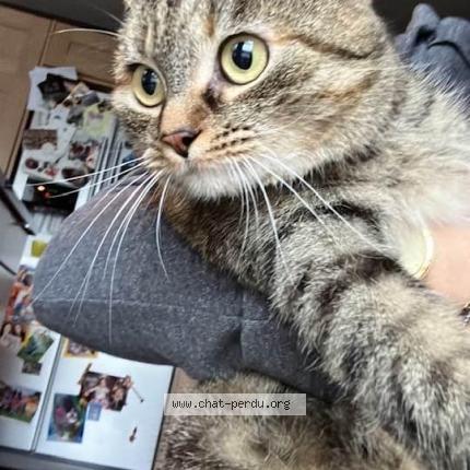 Foto 1/1 Kat teruggevonden Vermist in Presseux