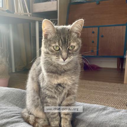 Foto 1/1 Kat teruggevonden Vermist in Brxelles