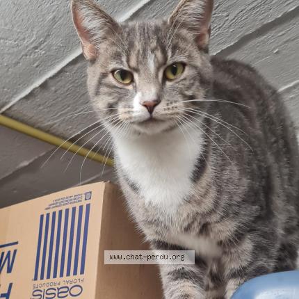 Foto van gevonden kat in Anderlecht