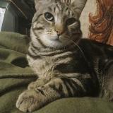 Picture of cat lost at Toudon