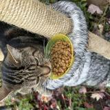 Picture of cat lost at Mantes La Jolie