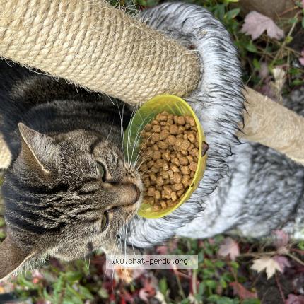 Photo 1/3 Cat reunited Lost in Mantes la jolie