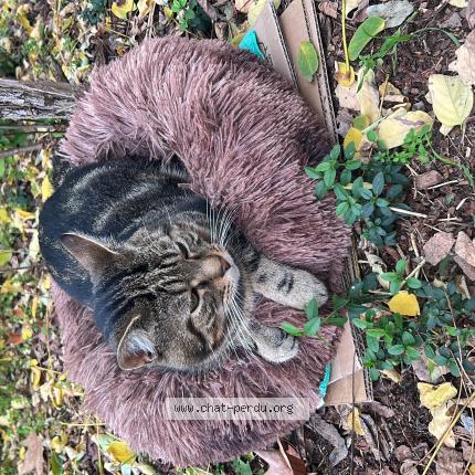 Photo 3/3 Cat reunited Lost in Mantes la jolie