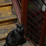 Picture of cat lost at Arnaud Bernard Toulouse 31000