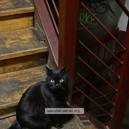 Photo 1/1 Cat reunited Lost in Arnaud bernard toulouse 31000