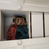 Picture of cat lost at Castanet Tolosan