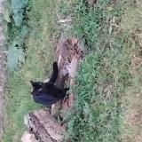 Picture of cat lost at Magnieres