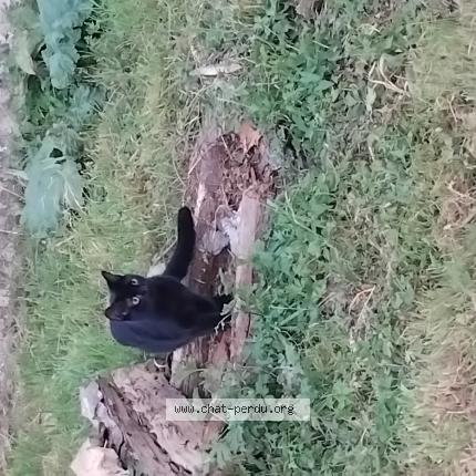 Photo 1/1 Puma Chat lost in Magnieres