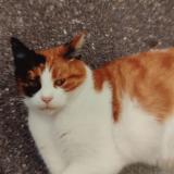 Picture of cat lost at Durmenach