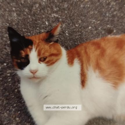 Photo 1/1 Mina Chat lost in Durmenach