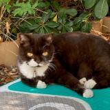 Picture of cat lost at Saint Cyr Sur Mer