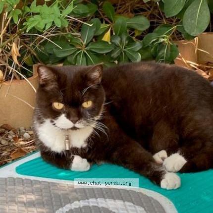 Photo 1/1 Garou - Récompense Chat lost in Saint cyr sur mer