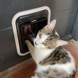 Picture of cat lost at Tournefeuille