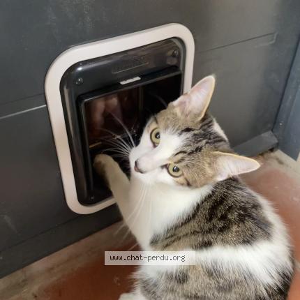 Photo 1/1 Yoshi Chat lost in Tournefeuille