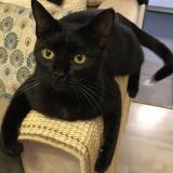 Picture of cat lost at Champigny Sur Marne