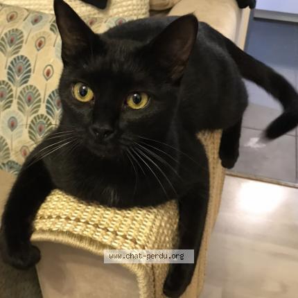 Photo 1/1 Baccara Chat lost in Champigny sur marne