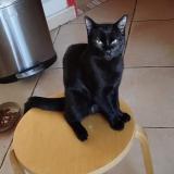 Picture of cat lost at Ramonville