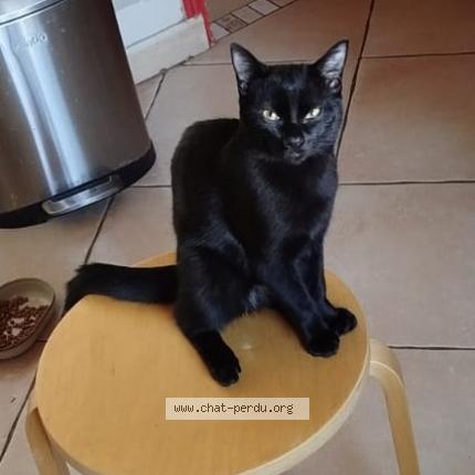 Photo 1/1 Cat reunited Lost in Ramonville