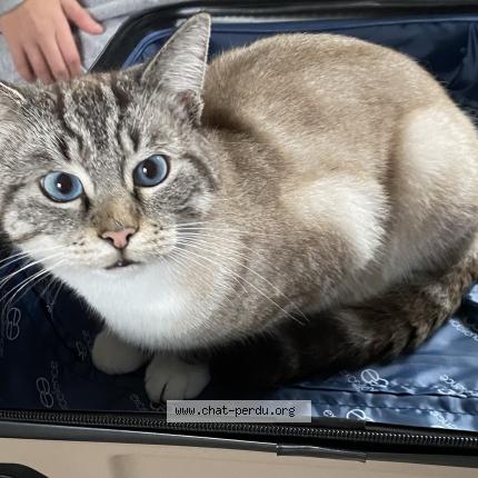 Foto van vermiste kat in Anderlecht