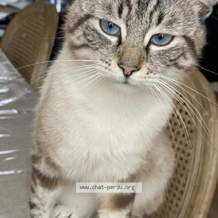 Foto 2/2 Kat teruggevonden Vermist in Anderlecht