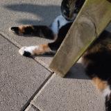 Picture of cat lost at Cherbourg En Cotentin