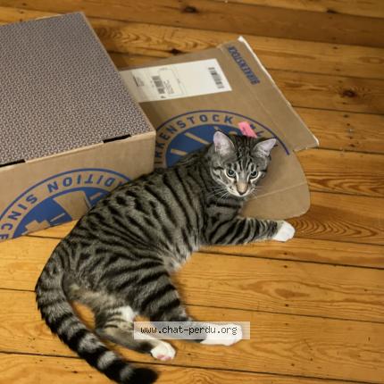 Foto van vermiste kat in Bruxelles