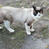 Picture of cat found at Saint Marcel