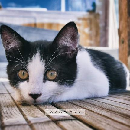 Foto 1/1 Kat teruggevonden Vermist in Hargimont