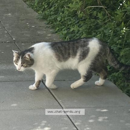 Foto 1/1 Wiedergefundene Katze Verloren in Sierre