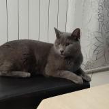 Picture of cat lost at Hayange Marspich