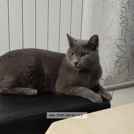 Photo 1/1 Grey Chat lost in Hayange marspich