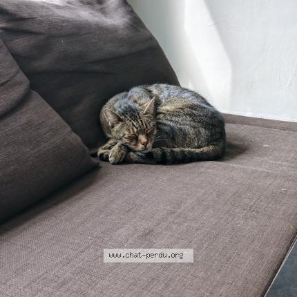 Foto van vermiste kat in Jambes