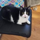 Picture of cat lost at Libourne