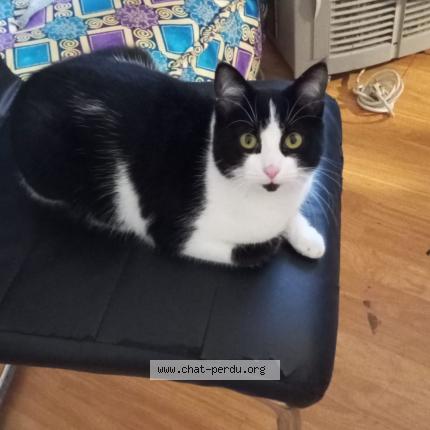 Photo 1/1 Métisse Chat lost in Libourne