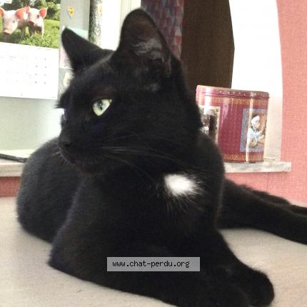 Photo 1/1 Timmy Chat lost in Quaregnon