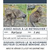 Picture of cat lost at Talant