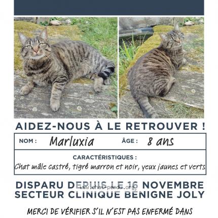 Photo 1/1 Marluxia Chat lost in Talant