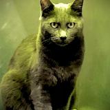 Picture of cat lost at Boulogne Billancourt