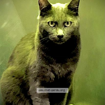 Photo 1/1 Grizou Chat lost in Boulogne billancourt