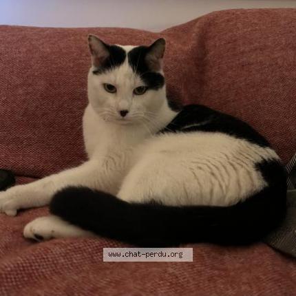 Foto 1/1 Wiedergefundene Katze Verloren in Geneve