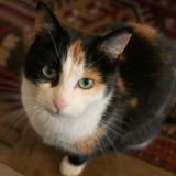 Picture of cat lost at Parsac Rimondeix