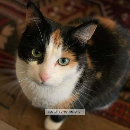 Photo 1/1 Lisbonne Chat lost in Parsac rimondeix