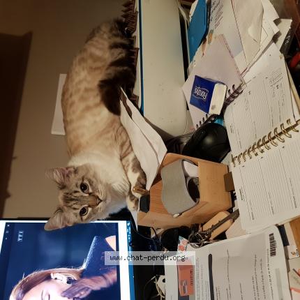 Photo 1/1 Cat reunited Lost in Morangis