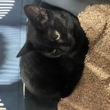 Picture of cat lost at Canet