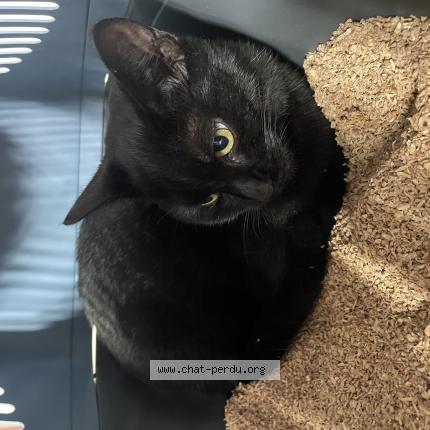 Photo 1/1 Baguera Chat lost in Canet