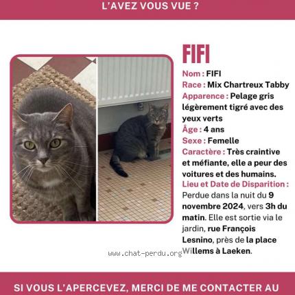 Foto van vermiste kat in Bruxelles