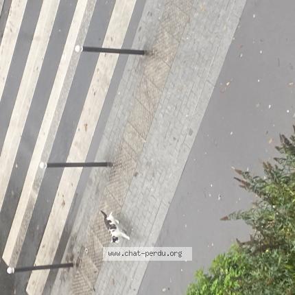 Photo 1/1 Cat reunited Found in Vitry sur seine