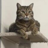 Picture of cat lost at Bondy