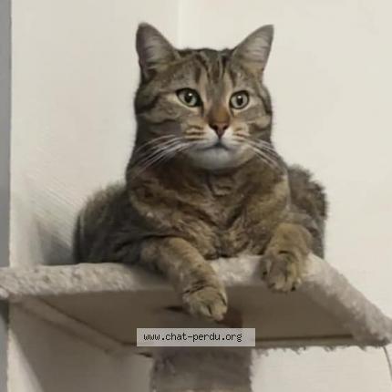 Photo 1/1 Spyro Chat lost in Bondy